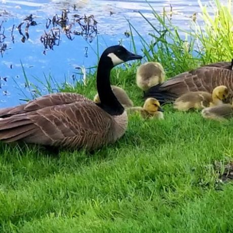 Birds and their young