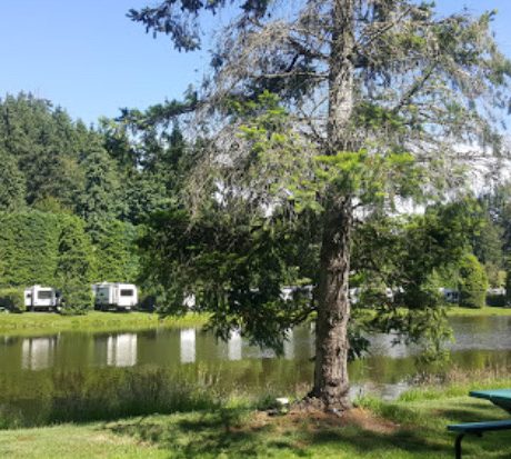 The tree in front of the lake